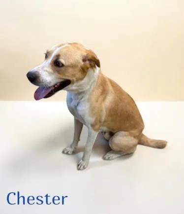 An adult medium-sized male Labrador Retriever dog named Chester for adoption in Sullivan, IN
