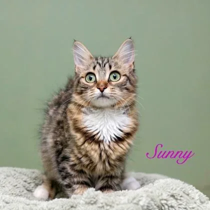 Sunny