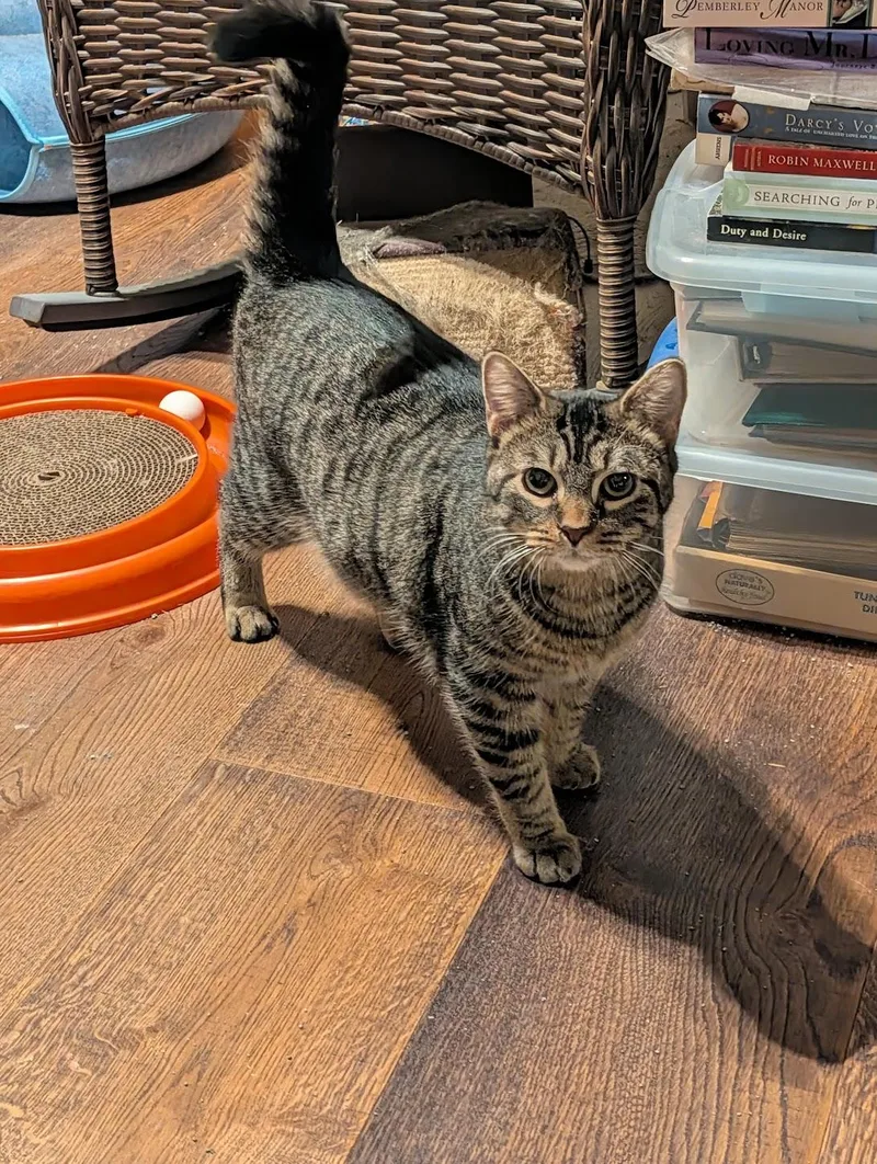 Flint & Amber thumbnail 2