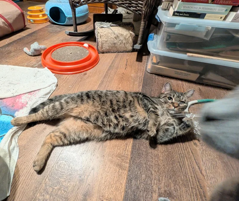 Flint & Amber thumbnail 3