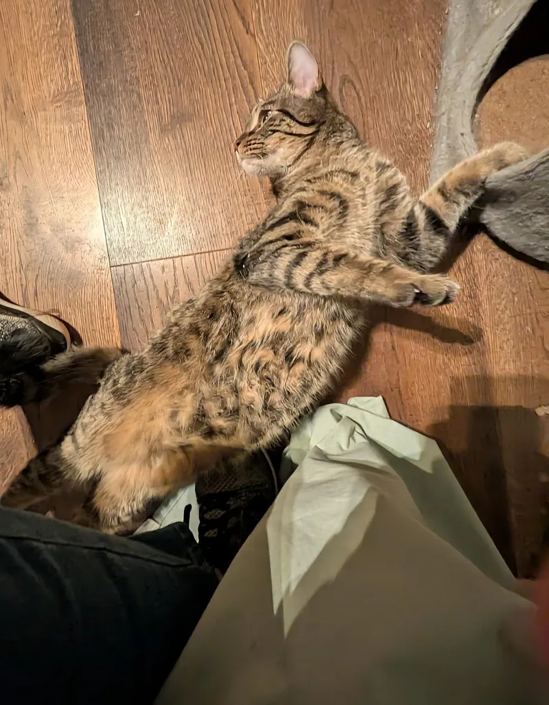 Flint & Amber thumbnail 4