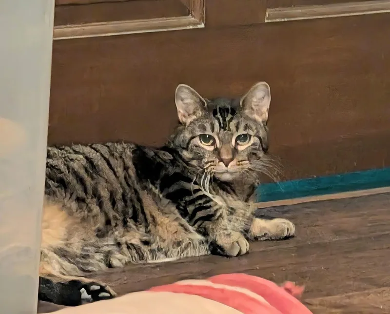 Flint & Amber thumbnail 5