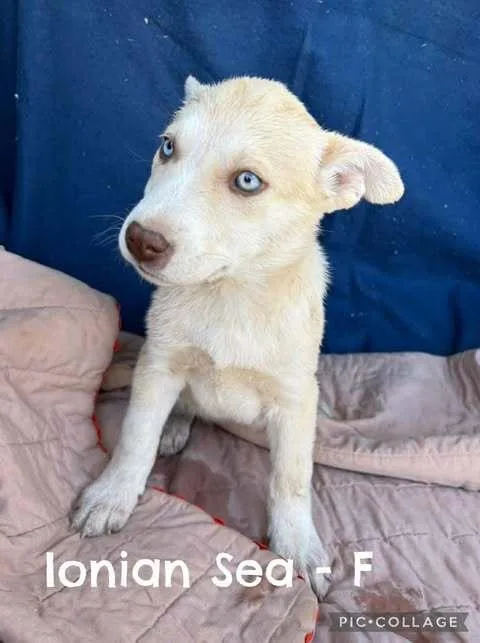 A baby medium-sized female Husky dog named Ionian Sea for adoption in Waunakee, WI