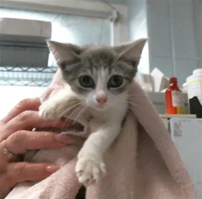 A baby small-sized female Domestic Short Hair cat named Daisy for adoption in Houston, TX