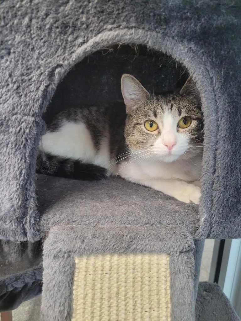 A young small-sized female Domestic Short Hair cat named Nightingale for adoption in Angola, IN