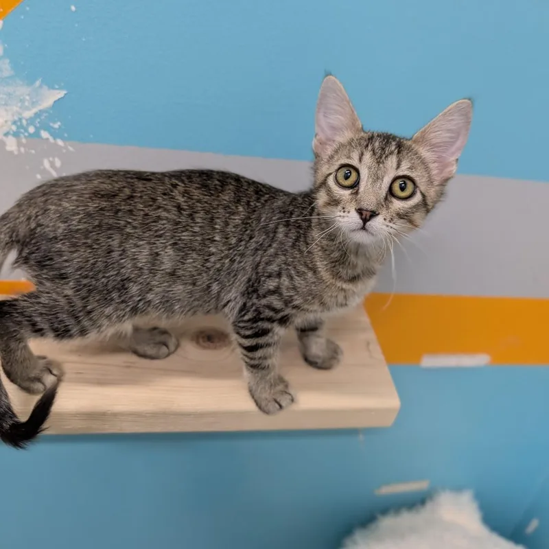 A baby medium-sized male Tabby (Brown / Chocolate) Domestic Short Hair cat named Houdini for adoption in Cape Girardeau, MO