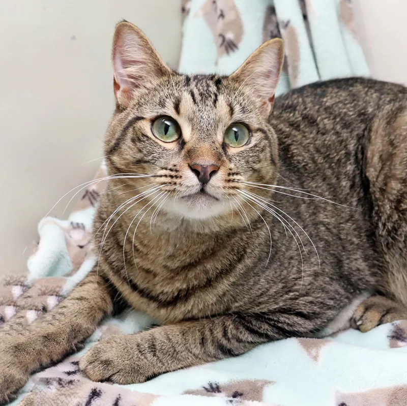 A young medium-sized male Tabby (Buff / Tan / Fawn) Domestic Short Hair cat named Dusty for adoption in Tierra Verde, FL