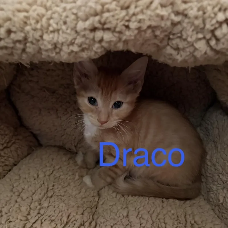 A baby small-sized male Orange / Red Domestic Short Hair cat named Draco for adoption in Fredericksburg, VA