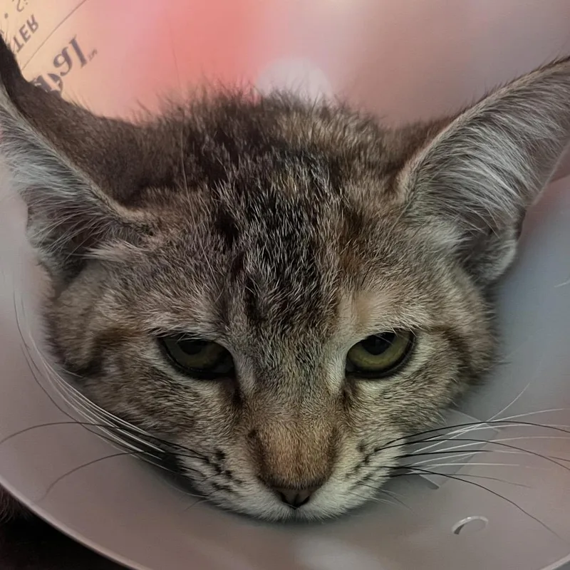 A baby small-sized female Gray / Blue / Silver Domestic Short Hair cat named Billie Jean for adoption in Leander, TX