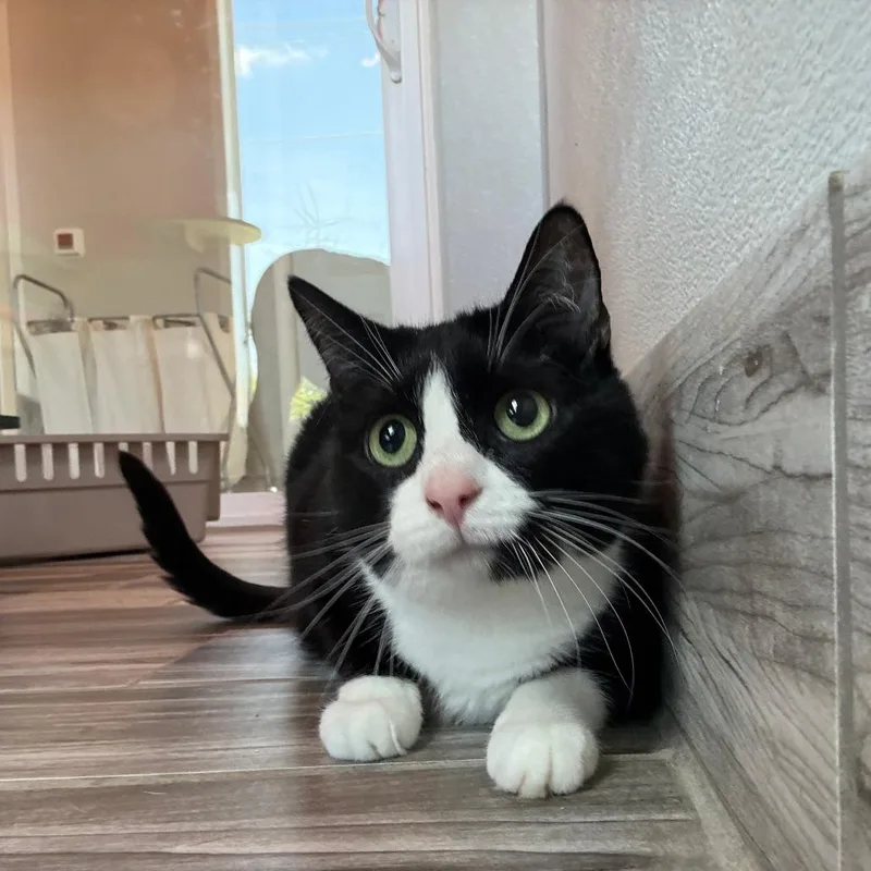 A senior small-sized female Black Domestic Short Hair cat named Chai for adoption in West Des Moines, IA