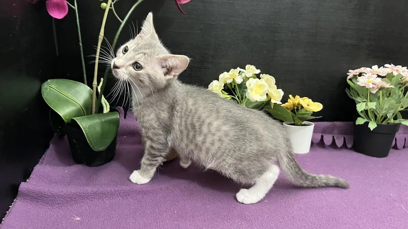 A baby small-sized male Gray & White Tabby cat named Pip for adoption in Fayetteville, GA