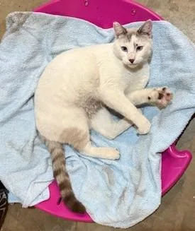 Taffy & Sushi thumbnail 2