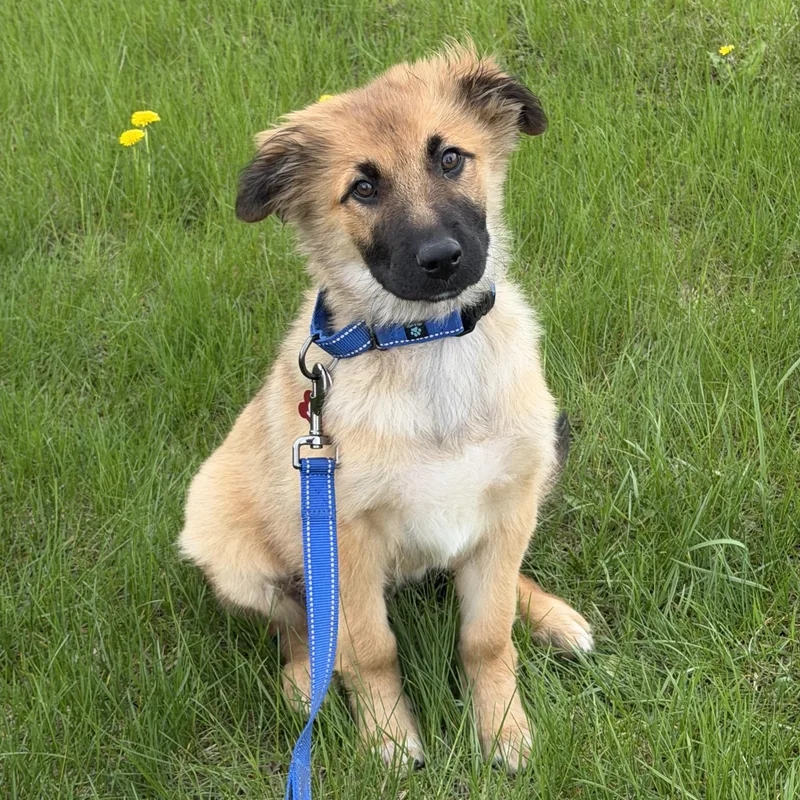 A baby medium-sized male Brown / Chocolate Shepherd dog named Dax for adoption in Libertyville, IL