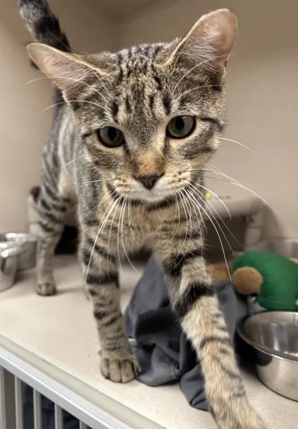 A young medium-sized male Domestic Short Hair cat named Buster I AM for adoption in East Brookfield, MA