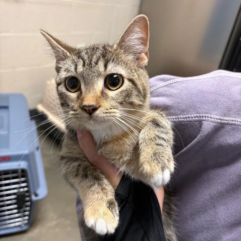 A baby medium-sized female Brown / Chocolate Domestic Short Hair cat named Moana for adoption in DeKalb, IL