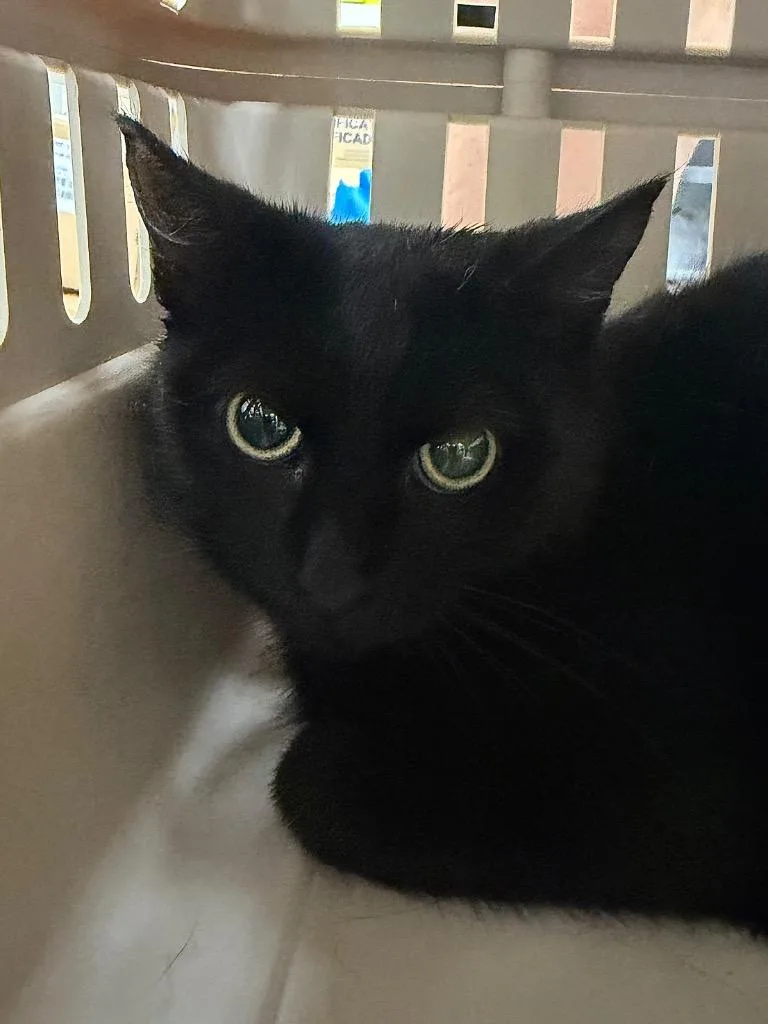 A young medium-sized female Domestic Short Hair cat named Nancy for adoption in Pomona, NY