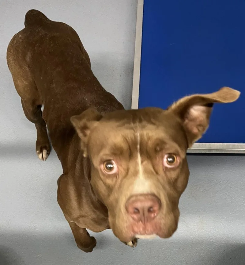 A young large-sized male Mixed Breed dog named Dillon for adoption in Cartersville , GA