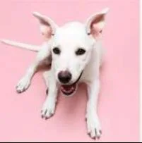 A young medium-sized female German Shepherd Dog dog named Kimber for adoption in Pueblo, CO