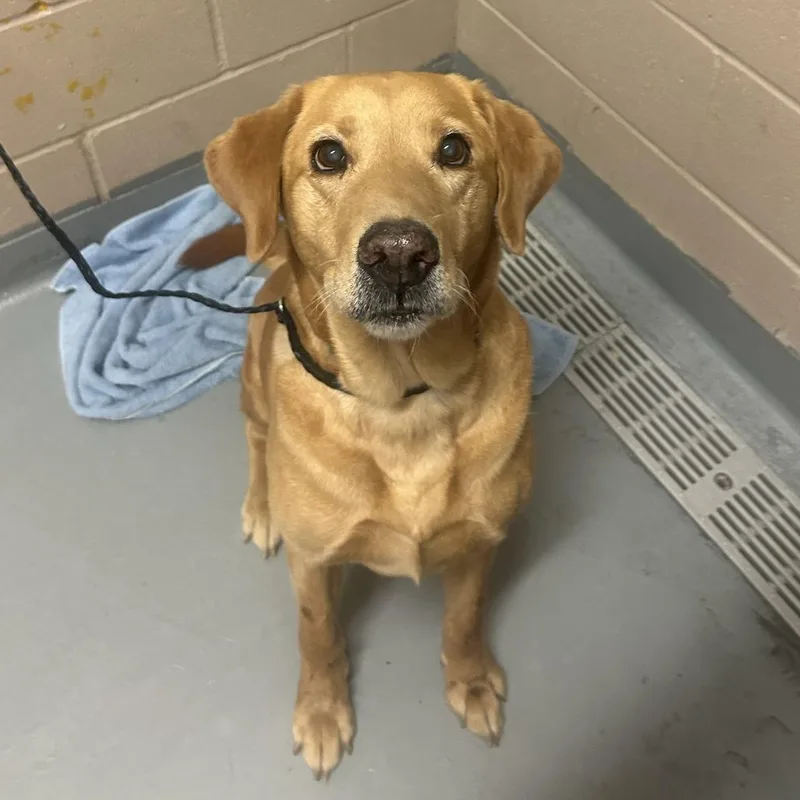An adult medium-sized female Yellow Labrador Retriever dog named Nova for adoption in Tacoma, WA