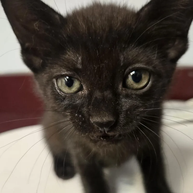 A baby small-sized female Black Domestic Short Hair cat named Gladys for adoption in Desert Hot Springs, CA