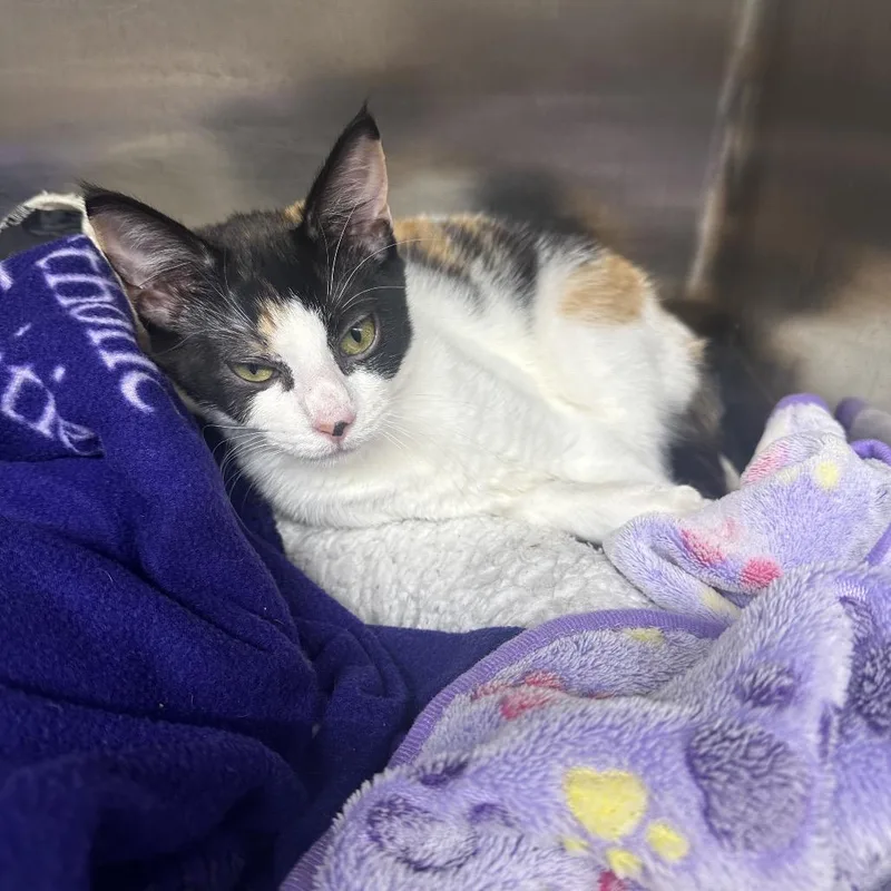 A young small-sized female White Domestic Short Hair cat named Candy Corn for adoption in Newport, TN