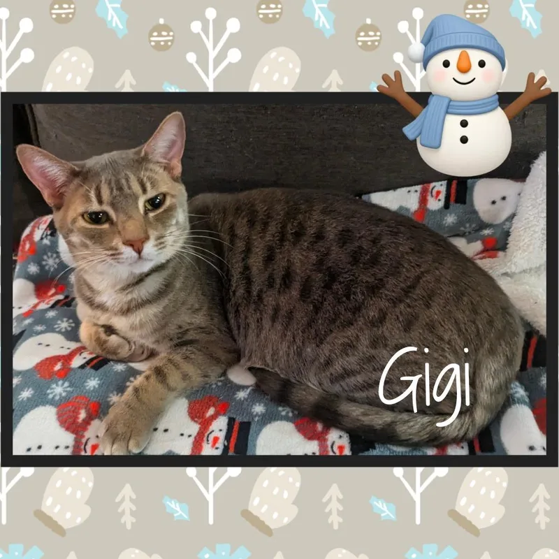 Gigi