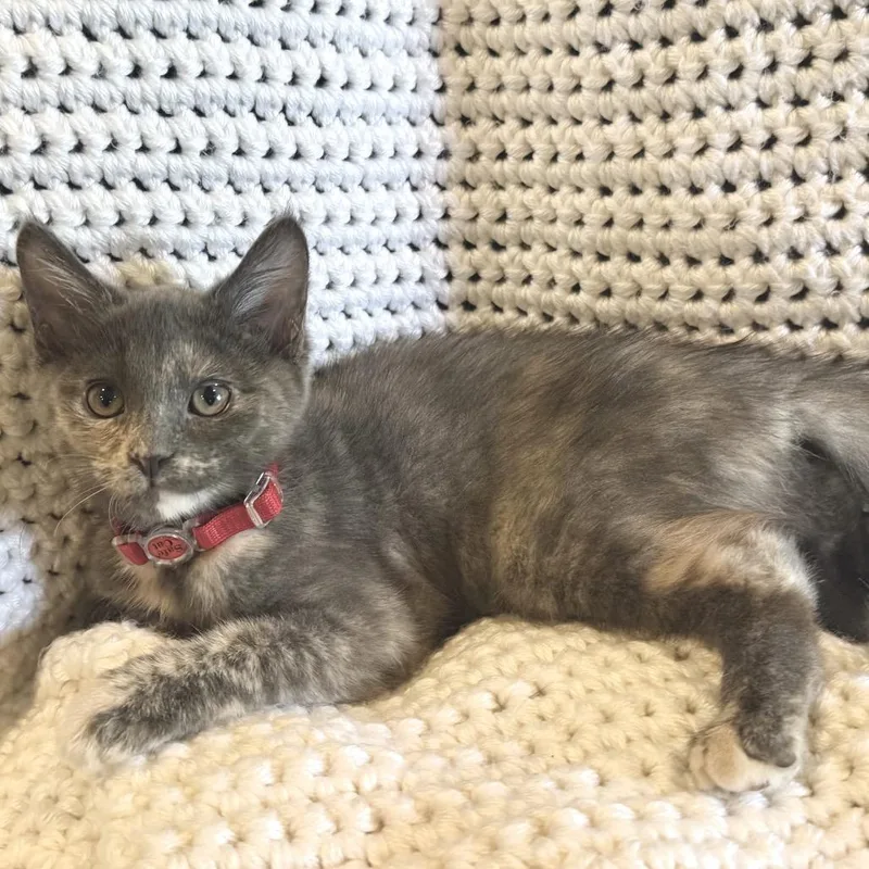 A baby small-sized female Tortoiseshell Domestic Short Hair cat named Rumi for adoption in La Grange, KY