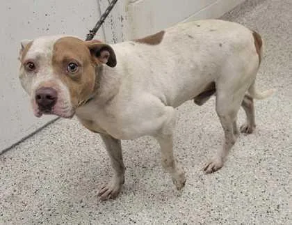 An adult large-sized male White / Cream Pit Bull Terrier dog named Bustle for adoption in Kansas City, MO