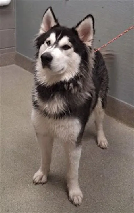 A young small-sized male Alaskan Malamute dog named Kodak for adoption in Las Vegas, NV