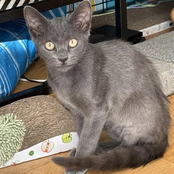 A baby medium-sized male Gray / Blue / Silver American Shorthair cat named The Blair Witch for adoption in brooklyn, NY