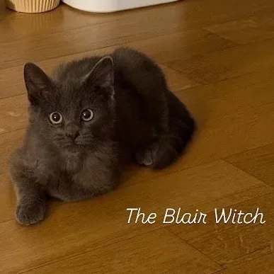 The Blair Witch thumbnail 4