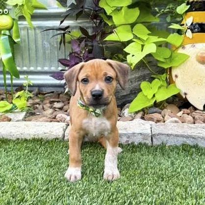 A baby medium-sized male Red / Chestnut / Orange Pit Bull Terrier dog named BearBear for adoption in Southport, CT