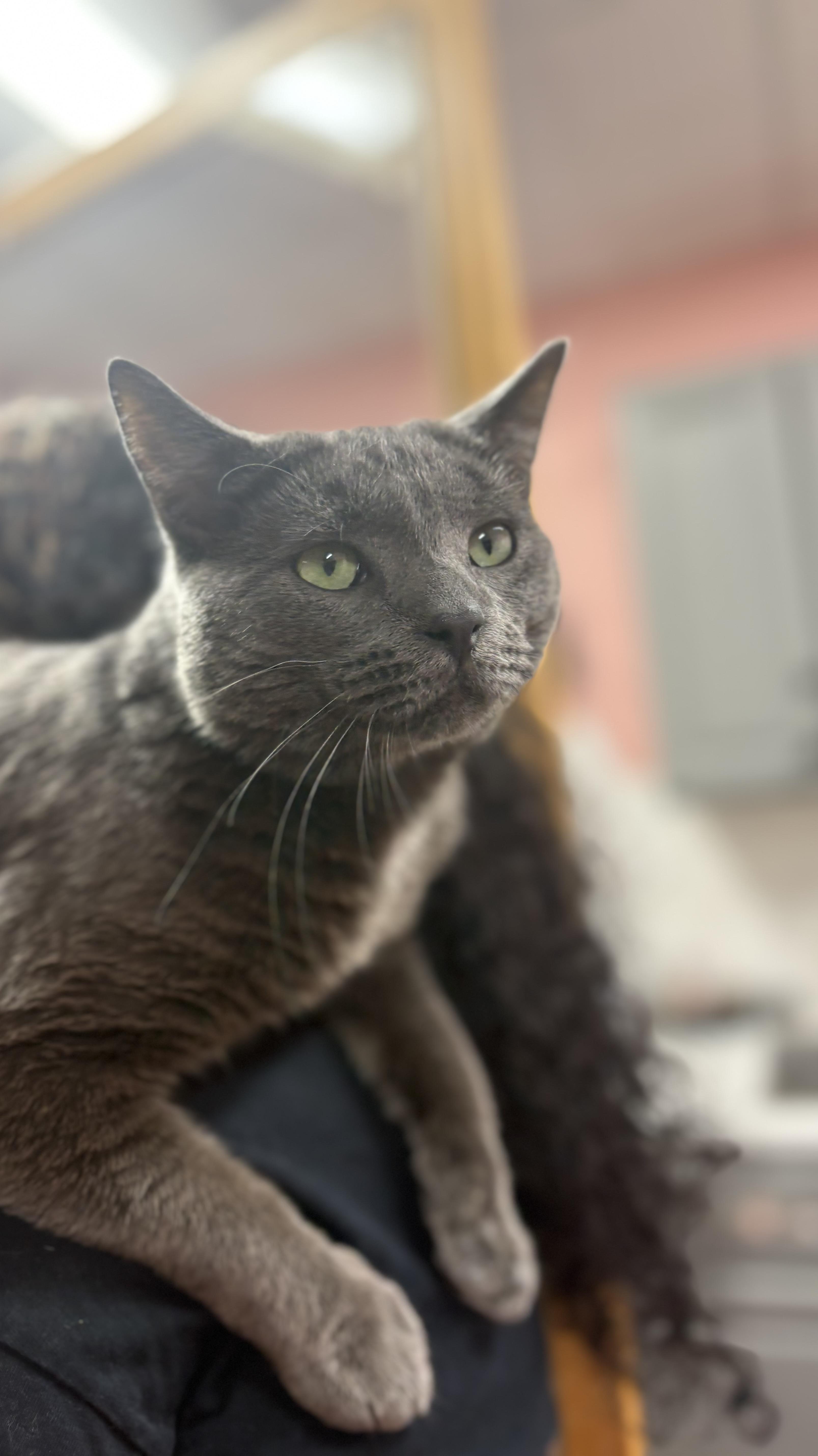 A young medium-sized male Gray / Blue / Silver Domestic Short Hair cat named Finnegan for adoption in Lauderhill, FL