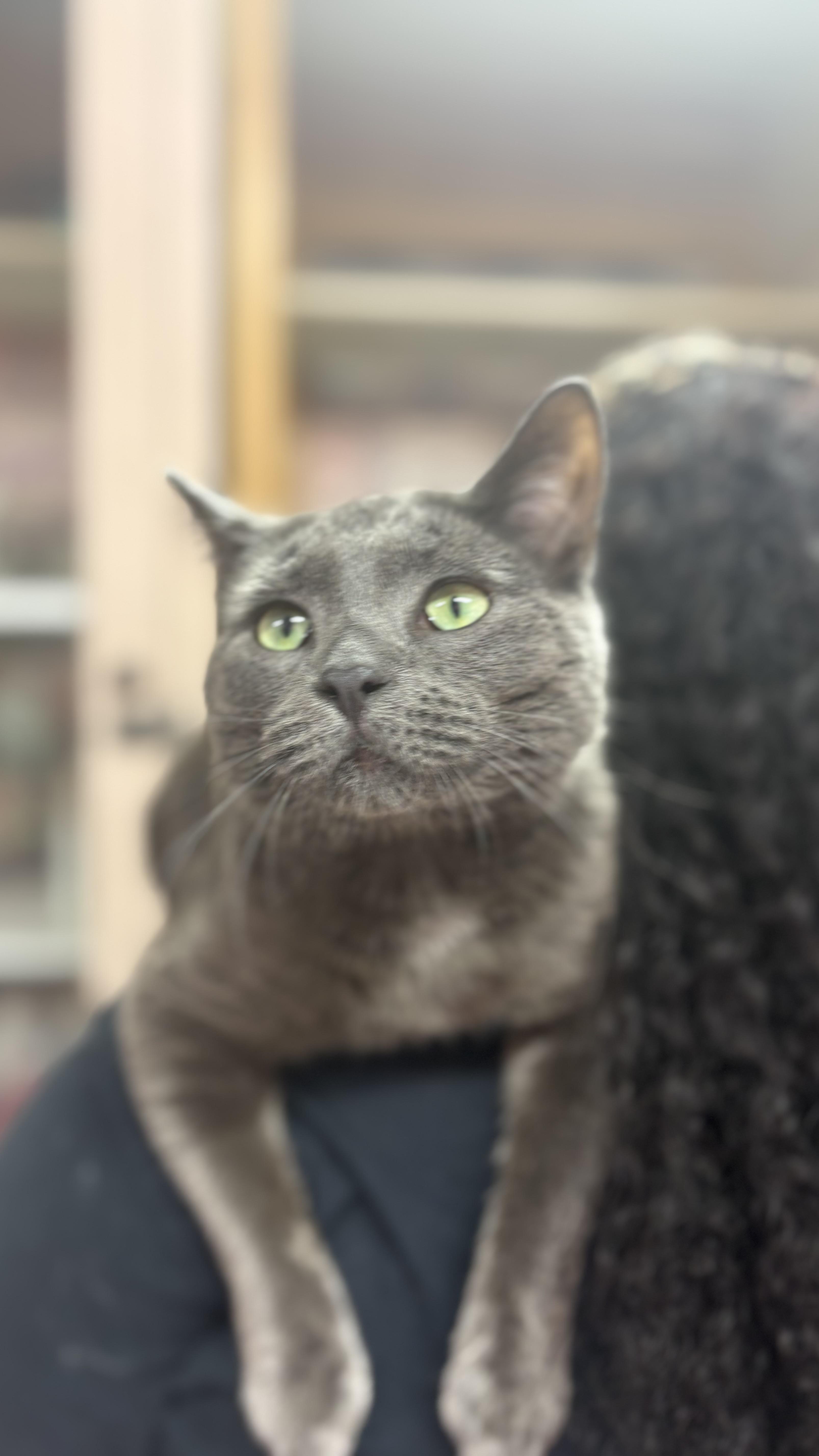Finnegan thumbnail 4
