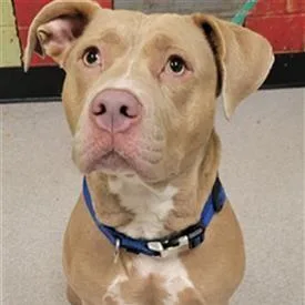 An adult large-sized female Pit Bull Terrier dog named Goddess for adoption in Indianapolis, IN