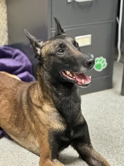 An adult large-sized male Sable Belgian Shepherd / Malinois dog named Ziki for adoption in Valparaiso, IN