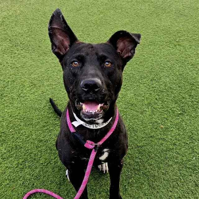 An adult large-sized male Labrador Retriever dog named Rocco for adoption in Mesa, AZ