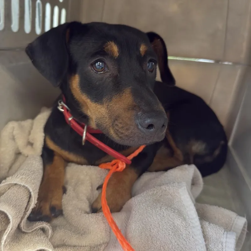 A young small-sized male Yellow / Tan / Blond / Fawn Dachshund dog named Frank for adoption in Montgomery, AL