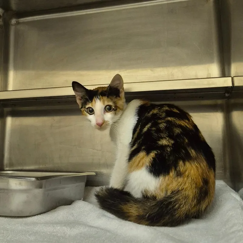A baby small-sized female Calico Domestic Short Hair cat named Ardella for adoption in Birmingham, AL