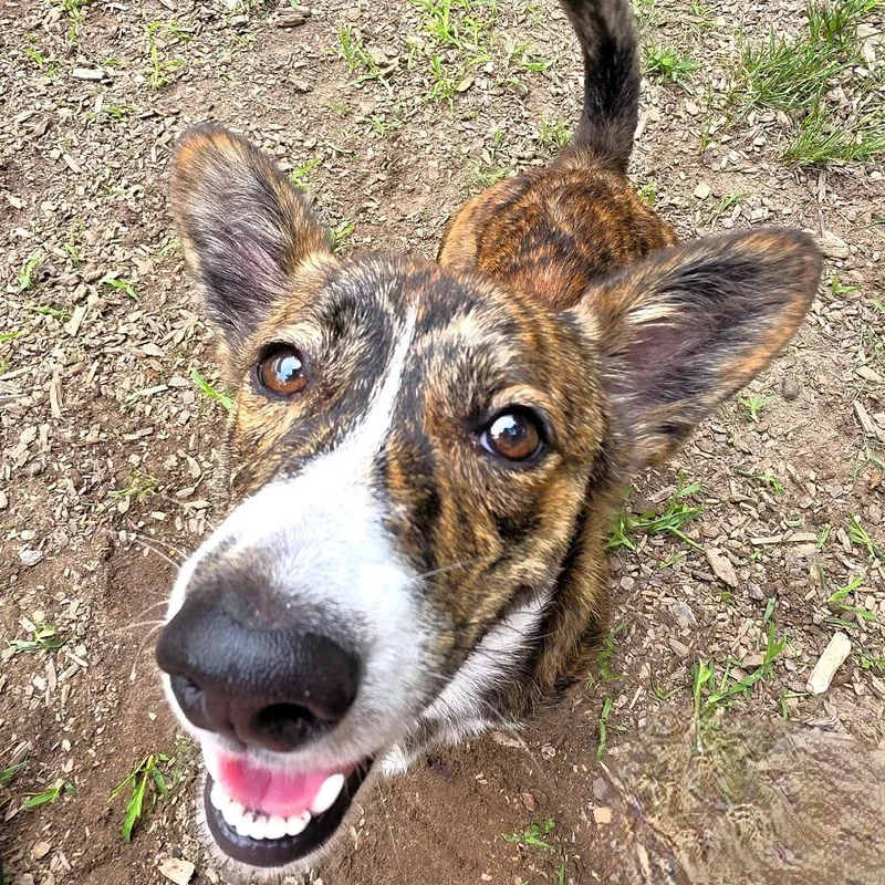 An adult small-sized male Brindle Cardigan Welsh Corgi dog named Rocky for adoption in Michigan City, IN