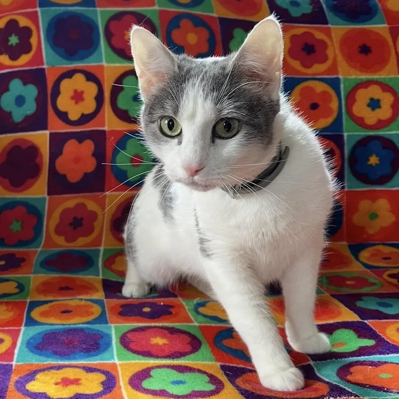 A young small-sized female Gray / Blue / Silver Domestic Short Hair cat named Dolly Ditalini for adoption in Scranton, PA