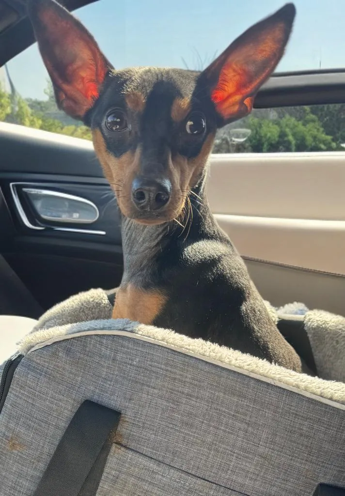 A young small-sized male Miniature Pinscher dog named Alex for adoption in San Antonio, TX