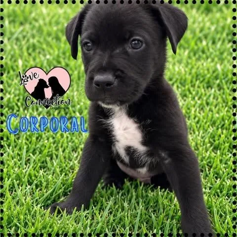 A baby medium-sized male Black Border Collie dog named Corporal for adoption in Gilbert, AZ