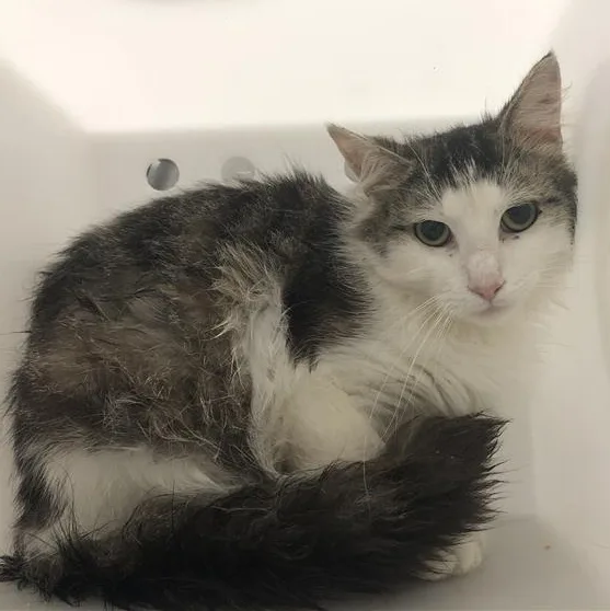An adult medium-sized male Tabby (Brown / Chocolate) Domestic Medium Hair cat named Maxwell for adoption in Prince Frederick, MD