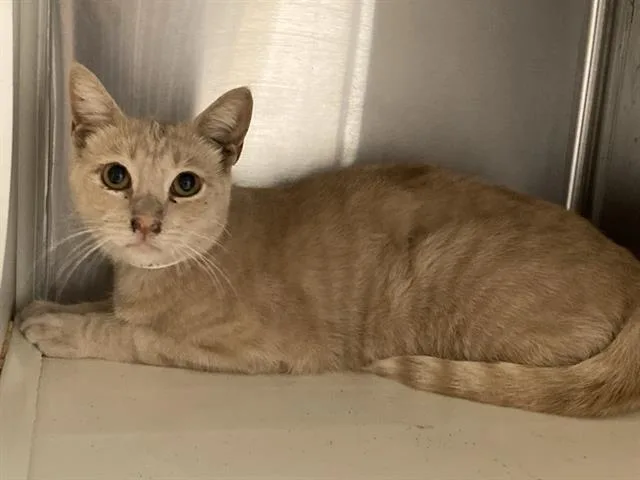 A young small-sized male Domestic Short Hair cat named Tang for adoption in Tustin, CA