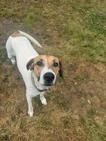 A young medium-sized female Hound dog named Guppy for adoption in Conway, SC