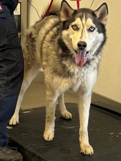 An adult large-sized male Siberian Husky dog named Jimmy for adoption in Mesa, AZ