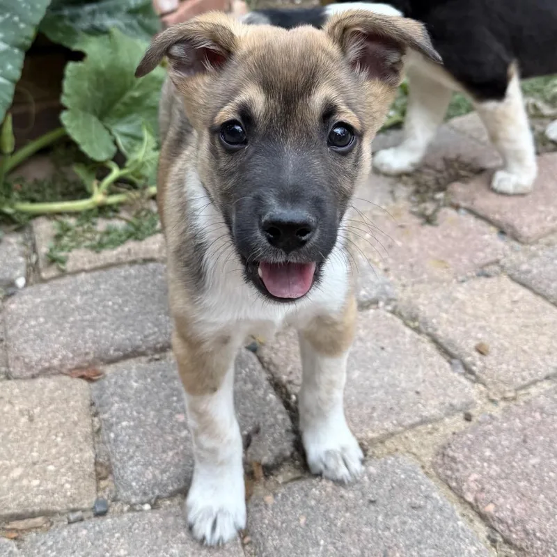Brownie