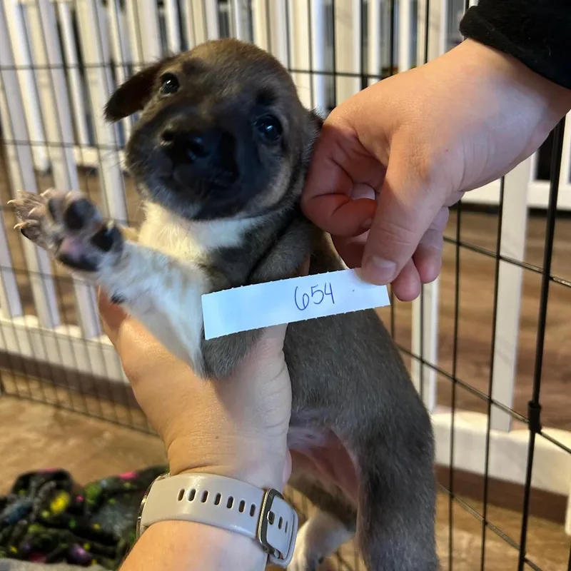 Brownie thumbnail 3