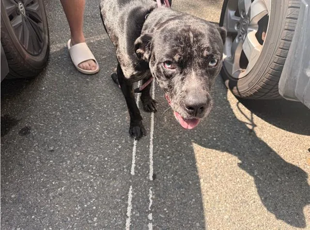 An adult large-sized female Pit Bull Terrier dog named Sapphire for adoption in Charlotte, NC